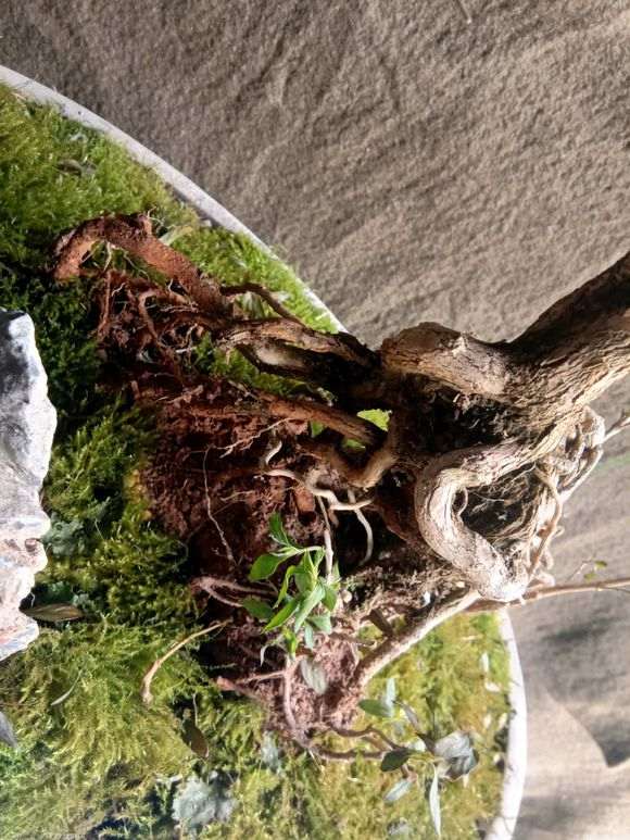 六月雪下山桩叶子都快掉光了怎么办