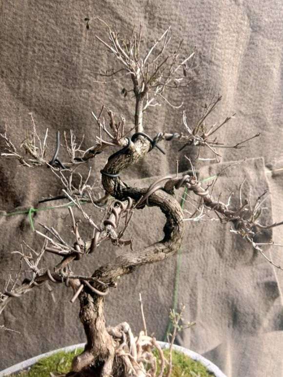 六月雪下山桩叶子都快掉光了怎么办