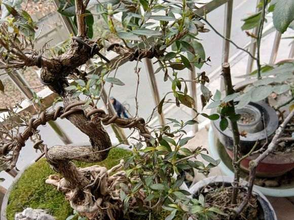 六月雪下山桩叶子都快掉光了怎么办