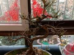 六月雪下山桩叶子都快掉光了怎么办