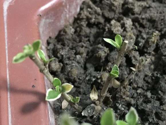 扦插六月雪下山桩 现在生根了吗 图片