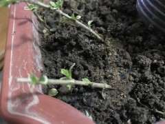 扦插六月雪下山桩 现在生根了吗 图片