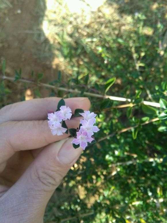 六月雪下山桩四个品种都有花 怎么样