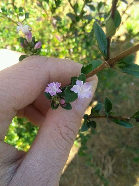六月雪下山桩四个品种都有花 怎么样