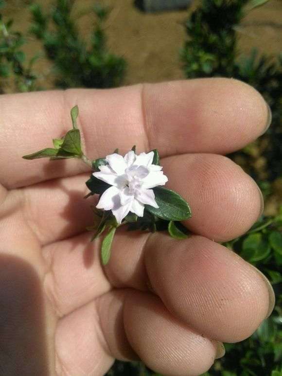 六月雪下山桩四个品种都有花 怎么样