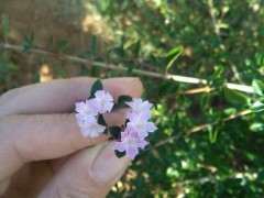 六月雪下山桩四个品种都有花 可以吗