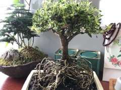 六月雪下山桩根太多了 怎么修剪 图片