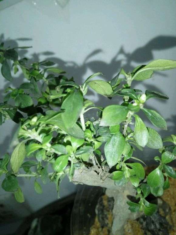 六月雪下山桩用什么土 最好 图片