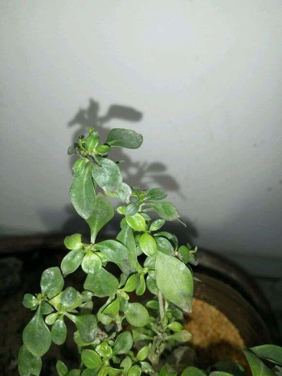 六月雪下山桩用什么土 最好 图片