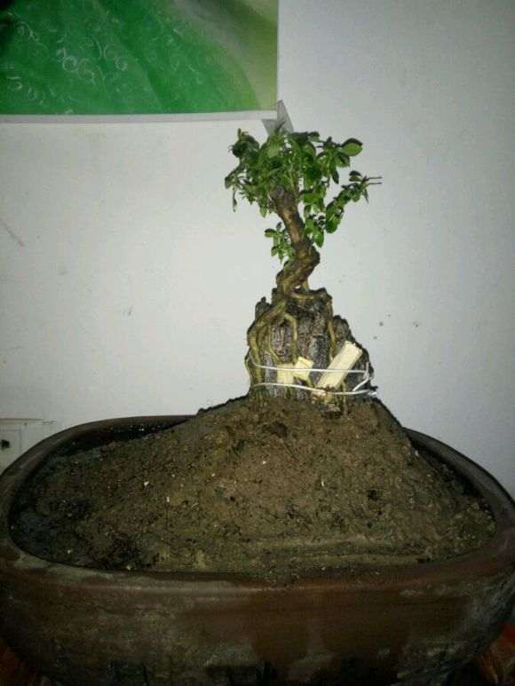 六月雪下山桩用什么土 最好 图片