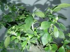 六月雪下山桩用什么土 最好 图片