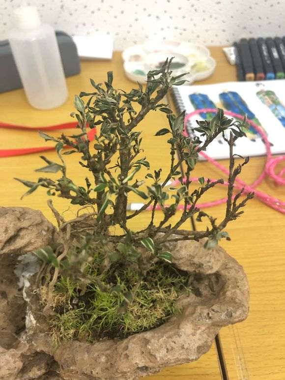 六月雪下山桩要死了 叶子全蔫 怎么办