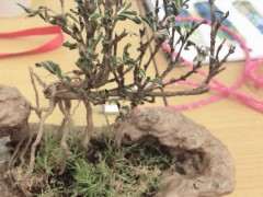 六月雪下山桩要死了 叶子全蔫 怎么办