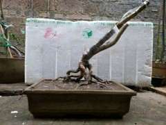 为什么六月雪下山桩长势有点慢啊