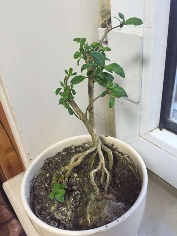 怎么让六月雪下山桩的叶子变小的方法