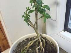 怎么让六月雪下山桩的叶子变小的方法