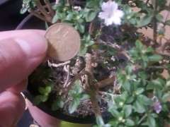 为什么六月雪下山桩叶子极小 怎么办