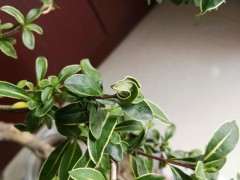 六月雪下山桩叶子 发皱发卷 怎么办