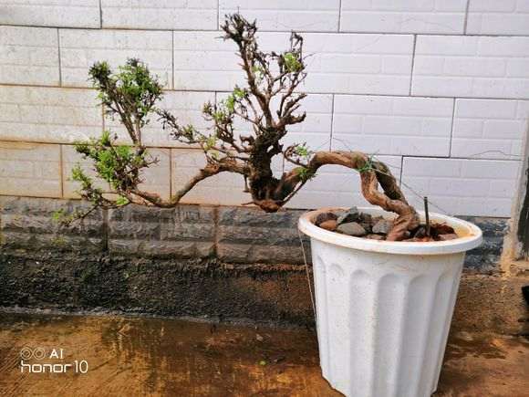 一棵野生六月雪下山桩种活了 怎么样