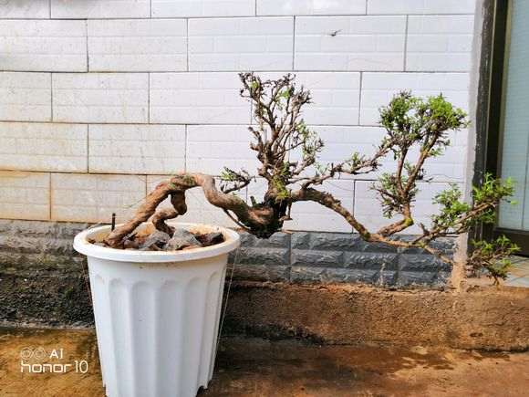 一棵野生六月雪下山桩种活了 怎么样