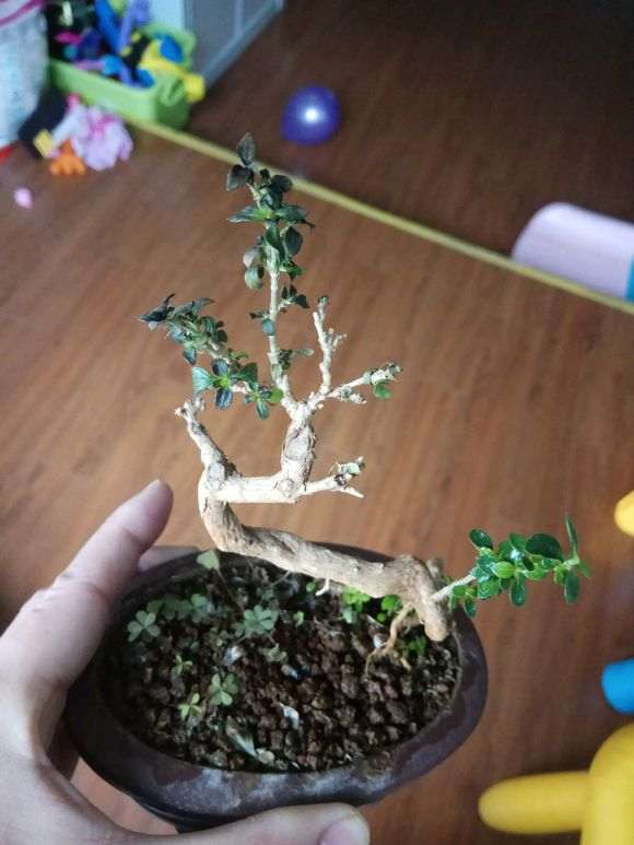 六月雪下山桩叶子发黑萎缩 怎么办 图片