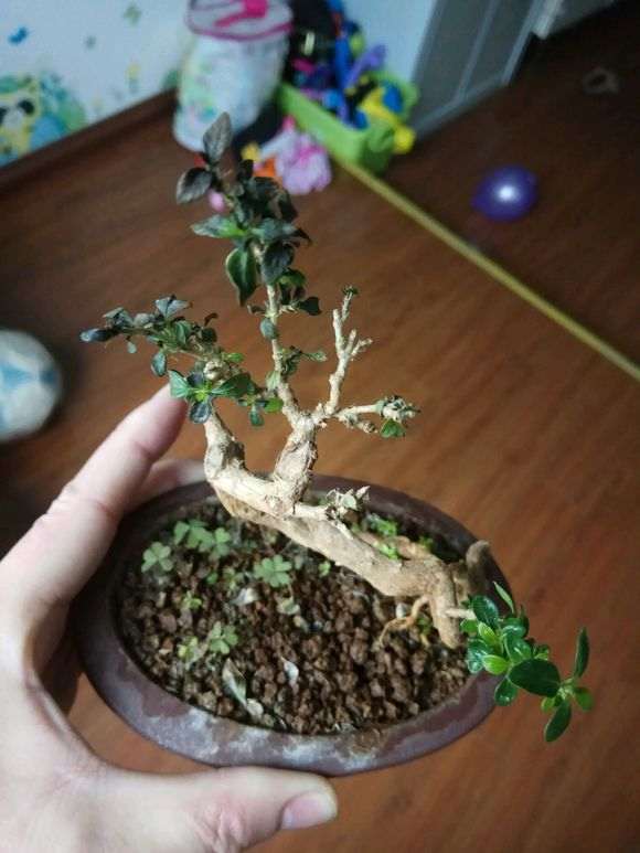 六月雪下山桩叶子发黑萎缩 怎么办 图片