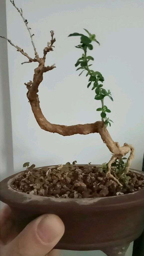 六月雪下山桩叶子发黑萎缩 怎么办 图片