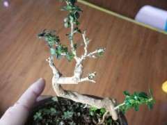 六月雪下山桩叶子发黑萎缩 怎么办 图片