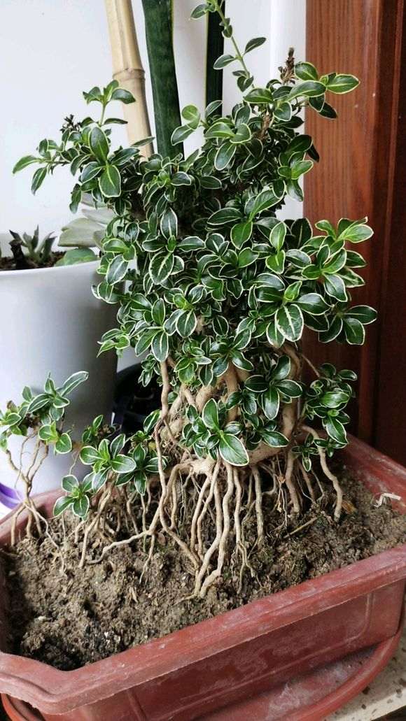 为什么六月雪下山桩不开花 图片