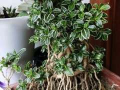 为什么六月雪下山桩不开花 图片