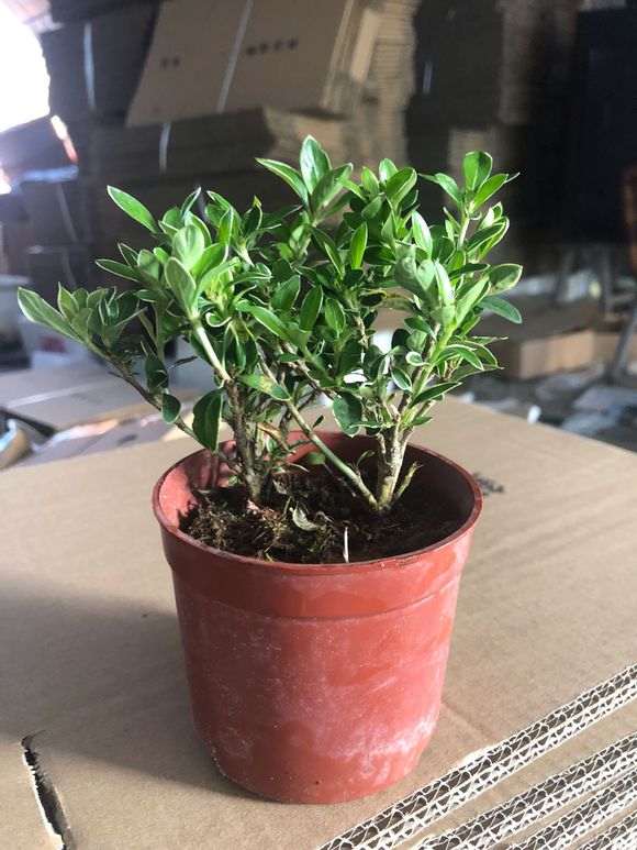 六月雪下山桩什么土最好  图片