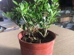 六月雪下山桩什么土最好  图片