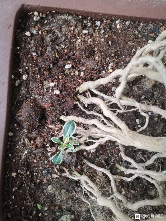 六月雪下山桩叶子为什么会焦尖 图片