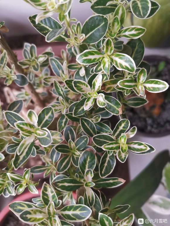 六月雪下山桩叶子为什么会焦尖 图片