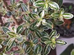 六月雪下山桩叶子为什么会焦尖 图片