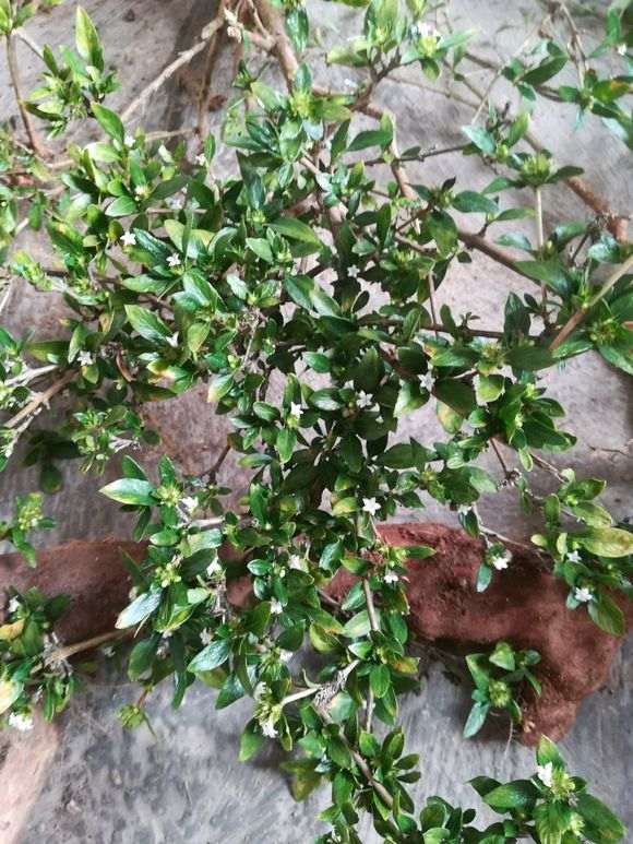 野生六月雪下山桩 漂亮吗 怎么样 图片