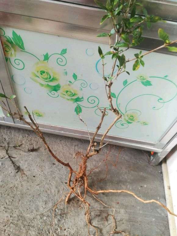 野生六月雪下山桩 漂亮吗 怎么样 图片