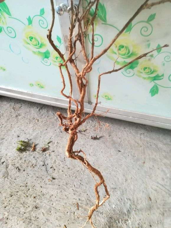 野生六月雪下山桩 漂亮吗 怎么样 图片