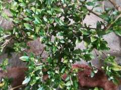 野生六月雪下山桩 漂亮吗 可以吗 图片