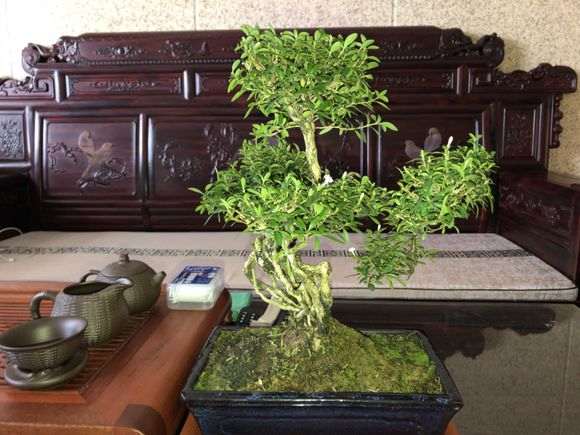 南方六月雪下山桩吗 怎么养 图片