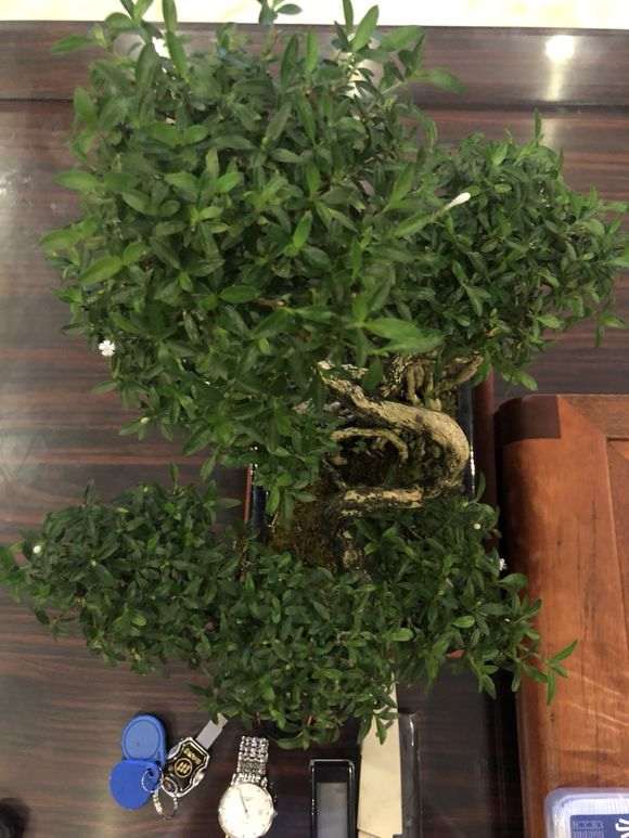 南方六月雪下山桩吗 怎么养 图片