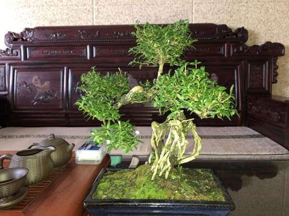 南方六月雪下山桩吗 怎么养 图片