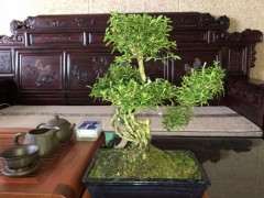 南方六月雪下山桩吗 怎么养 图片