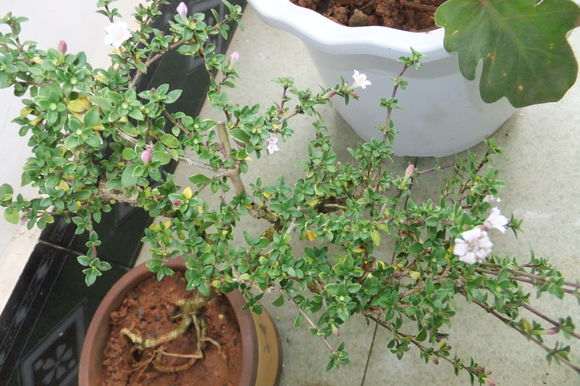 怎样让红花六月雪下山桩 开得更红 图片