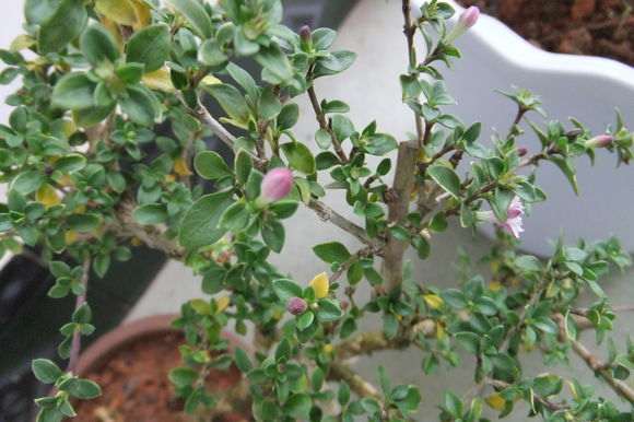 怎样让红花六月雪下山桩 开得更红 图片