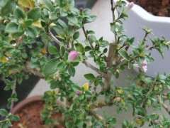 怎样让红花六月雪下山桩 开得更红 图片