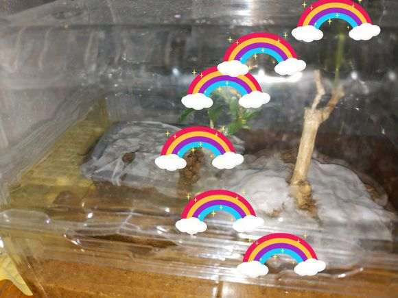 六月雪下山桩盆栽 18个月 怎么样 图片