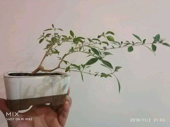 六月雪下山桩盆栽 18个月 怎么样 图片