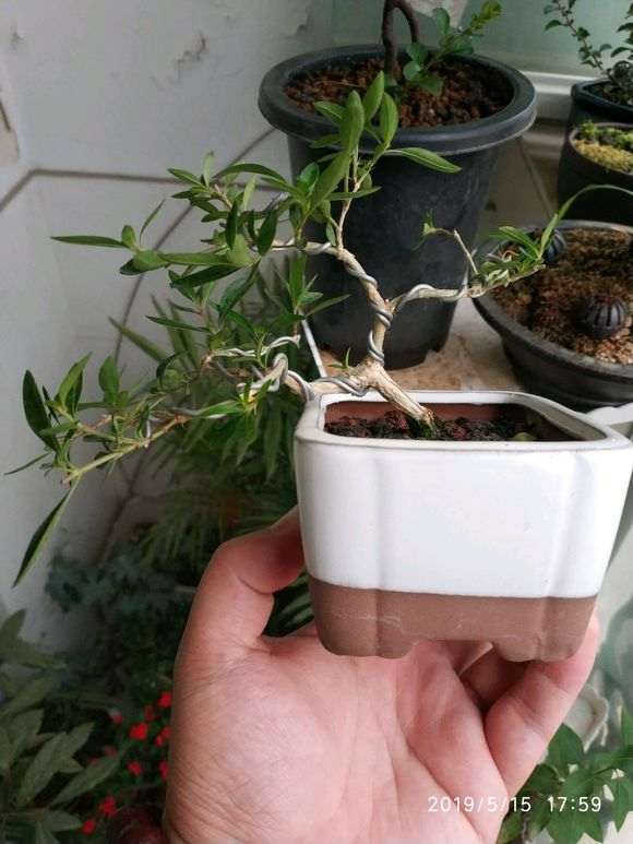 六月雪下山桩盆栽 18个月 怎么样 图片