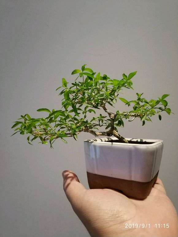六月雪下山桩盆栽 18个月 怎么样 图片